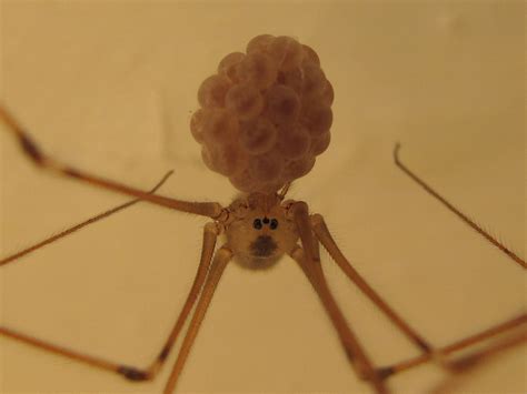 What Do Spider Eggs Look Like? – Spider Eggs Inside – IXXLIQ