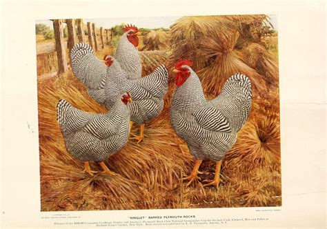 Columbian Plymouth Rock Chicken