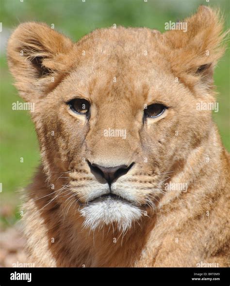 Female Black Lion at Rebecca Leon blog