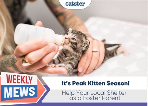 It’s Peak Kitten Season: Help Your Local Shelter as a Foster Parent - Catster
