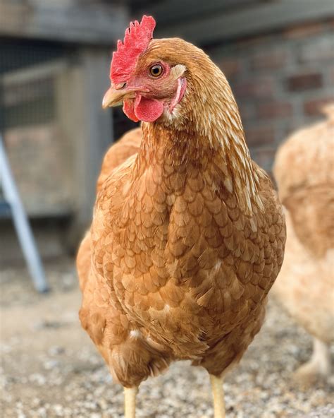 Red star chickens sexlink chickens backyard egg laying chickens best ...