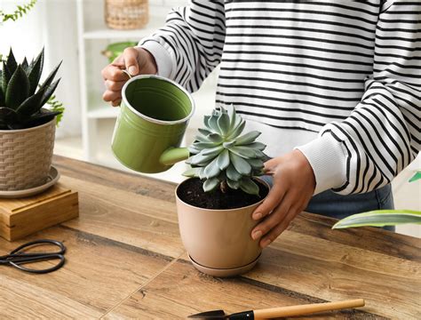 How Often Watering Succulents