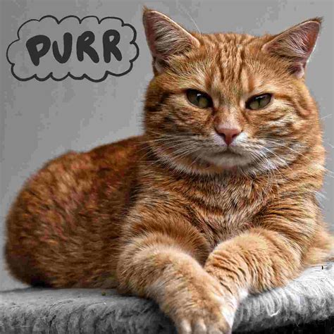 What Does It Mean When a Cat Purrs?-Cat Purring Meaning Analyzer ...