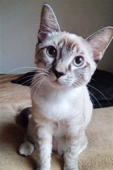 My 4 month old cat, Mae! : r/aww