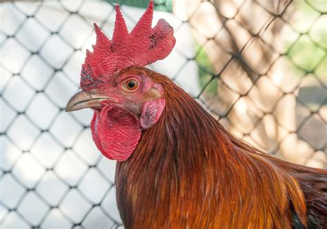 The Scientific Name of Chickens: More Than Just Poultry Talk