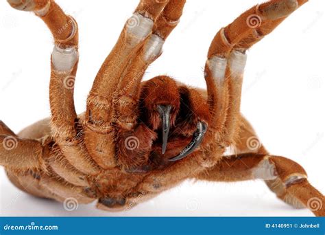 King Baboon Tarantula