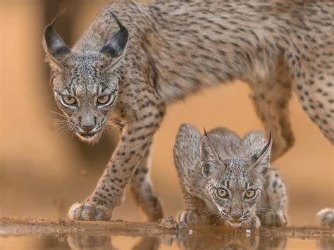 Iberian Lynx and Cub in Spanish Wilderness · Free Stock Photo