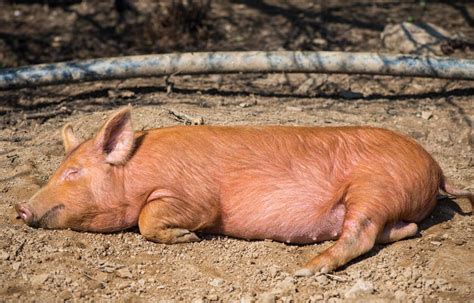 Tamworth Pigs: Exploring Their Traits, Growth Rate, Meat Value, and ...