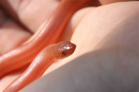 Rubber Boa Care Sheet: An Owner's Guide to All Needs & FAQs