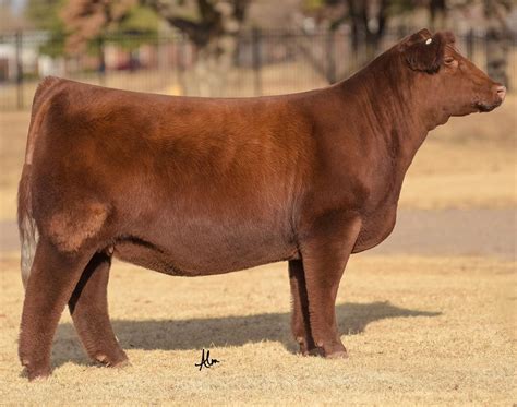 2025 Power In the Pens by American Maine-Anjou Association - Issuu