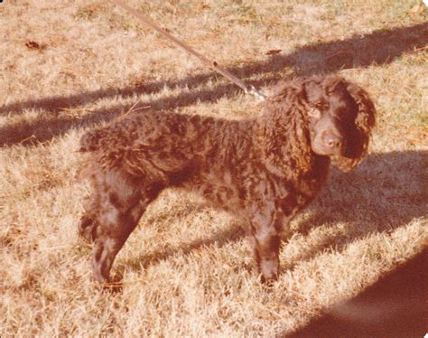 Boykin Spaniel Society Foundation Stock Dog photos | Boykin Spaniel Puppies