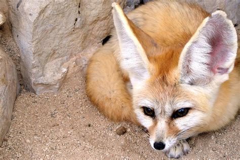 Fennec Fox Adaptations In The Desert at John Mccloud blog