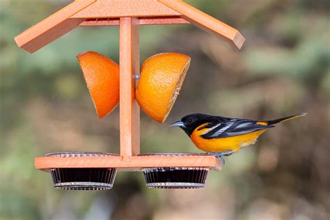 The 9 Best Oriole Feeders To Bring Orioles to Your Yard