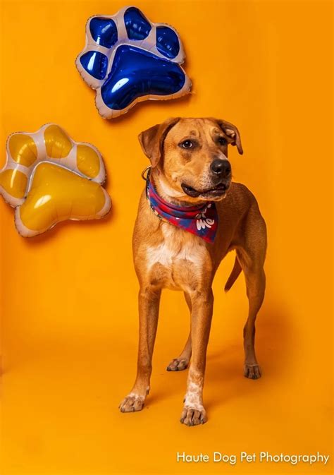 Ridge - Paws in the City