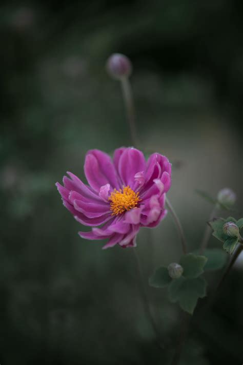 Japanese+Big+Boob+Bikini Photos, Download The BEST Free Japanese+Big ...