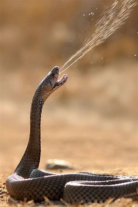 Download Brown Water Moccasin Venom Wallpaper | Wallpapers.com - venom of water moccasin