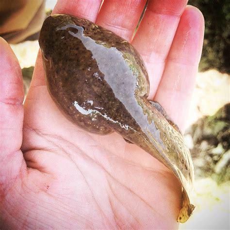 This American bullfrog tadpole : r/interestingasfuck