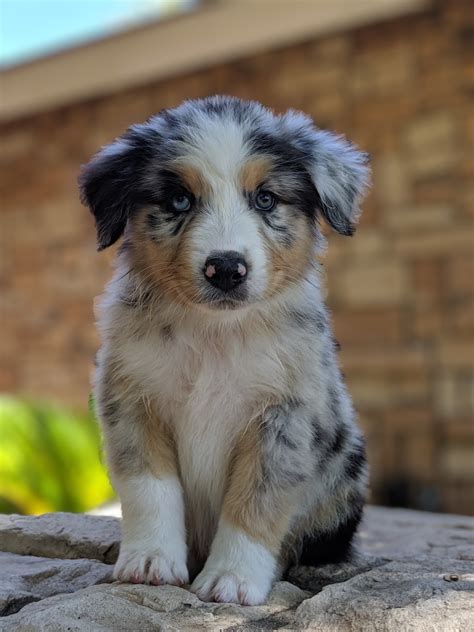 Australian Shepherd Breeders Near Yuma Arizona