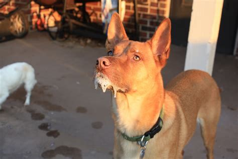 What Happens If My Dog Gets Rabies