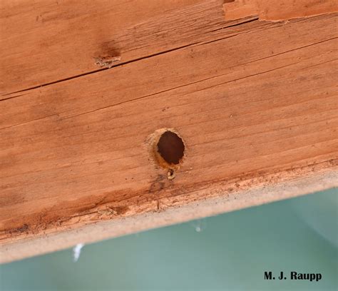 Guardians of the galleries: Male Eastern Carpenter Bees, Xylocopa ...