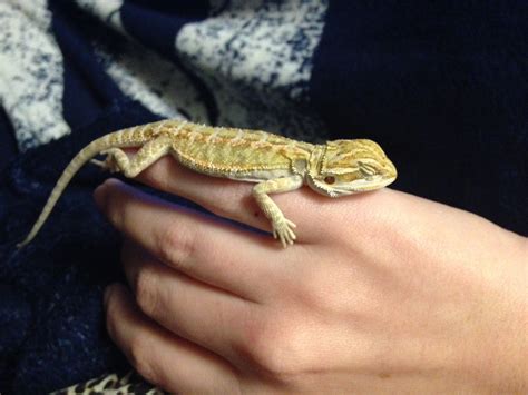 Bearded Dragon Baby