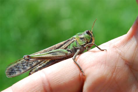 friendly cricket | A bug's life, Friendly, Cricket