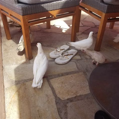 Surf Lanai - Honolulu, Hawaii - chichicho~