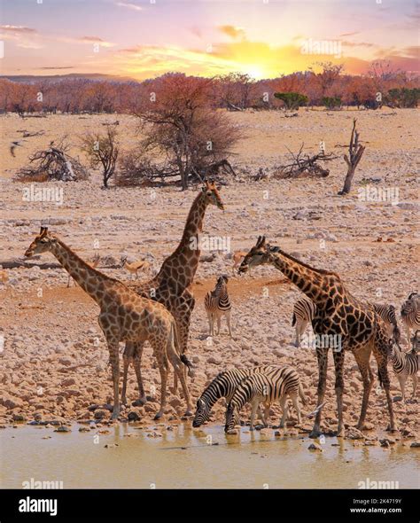 Zebra Giraffe Animal