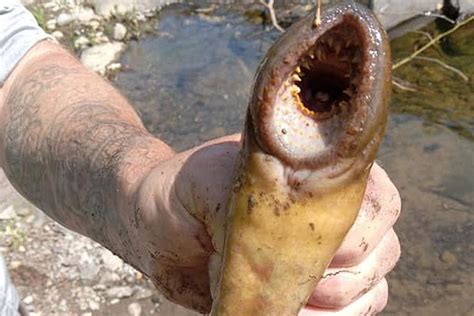 Did You Know? It's Illegal To Sell These Fish In New York State