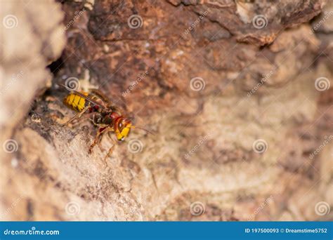 European Hornets Defend the Entry of Their Hornets Nest Against ...