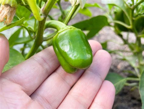 6 Miniature Fruits and Vegetables to Grow in Your Garden