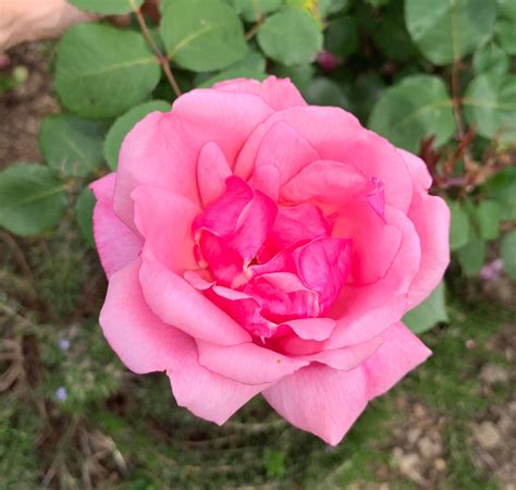 Radiance | Wild Rose Nursery