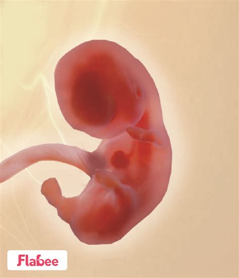 8 Weeks Pregnant: Complete Guide as Embryo Becomes a Fetus