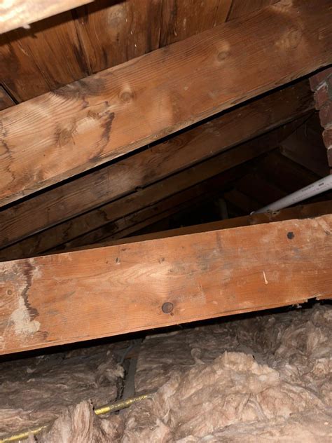 Mold in Attic : r/FirstTimeHomeBuyer