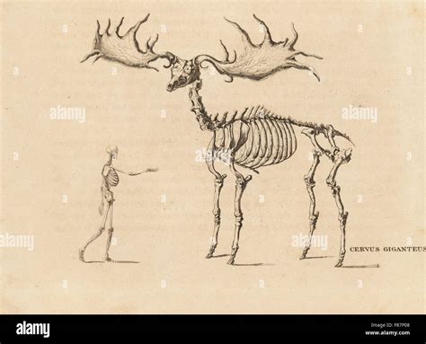 Skeleton of an extinct Irish elk, Megaloceros giganteus (Cervus giganteus) with human skeleton ...