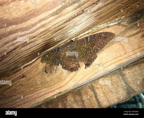 Black Witch (Ascalapha odorata) Insecta Stock Photo - Alamy