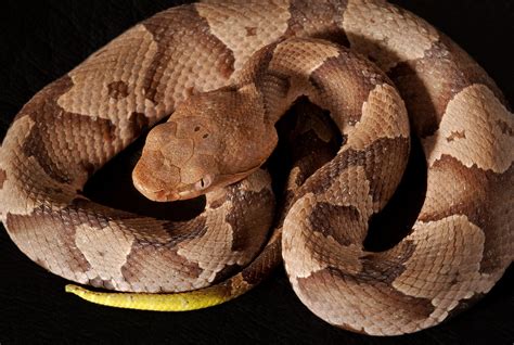 What To Do When You Find A Snake In Charlotte | Carolina Pest