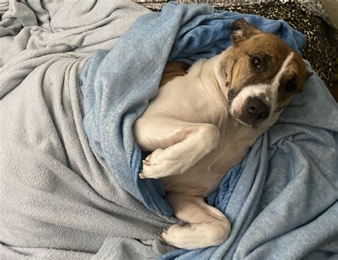 Miss Bella didn’t want me to go to work today 🥺 : r/curledfeetsies