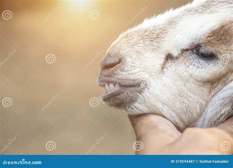 Close Up Side View of Goat S Head with Teeth, Check the Health of the ...