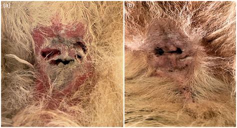 Successful treatment of perianal fistulas in two dogs with oclacitinib - Harvey - 2023 ...