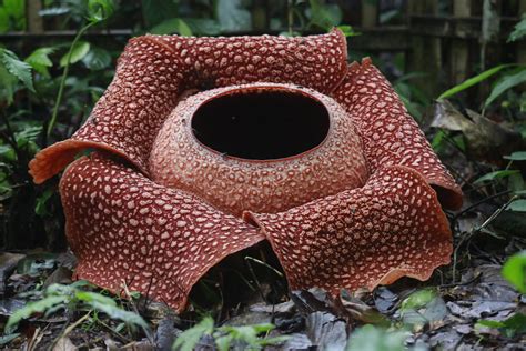 What Do The Rafflesia Flower Smell Like at Dylan Belstead blog