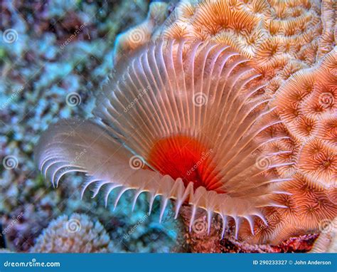 Sabellidae,feather Duster Worms,Split-crowned Feather Duster Worm Stock ...