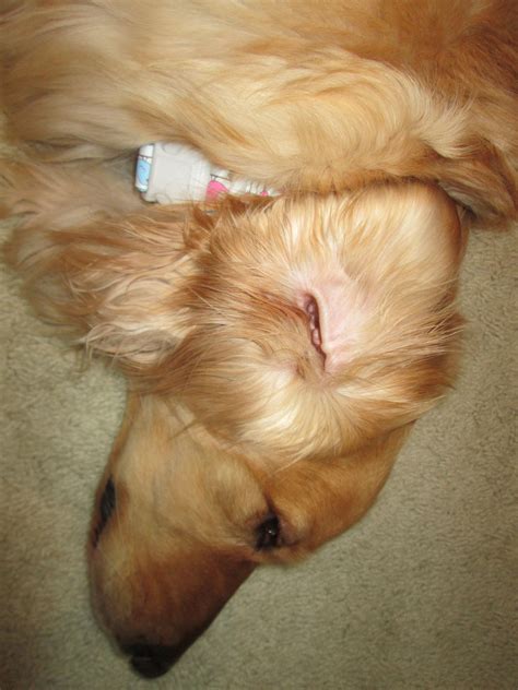 How Do I Clean My Golden Retrievers Ears at Greg Booth blog