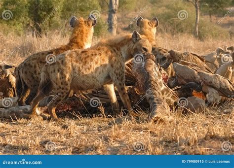 Lion Eating Hyena