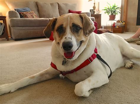 St Bernard Yellow Lab Mix