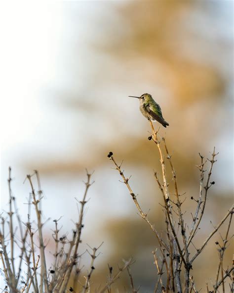 Anna+Funmi+слив+видео Photos, Download The BEST Free Anna+Funmi+слив+видео Stock Photos & HD Images