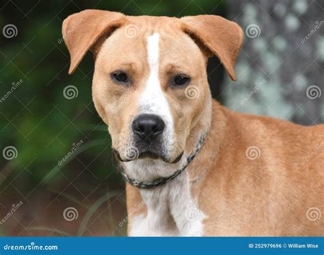 Pitbull Mixed Breeds