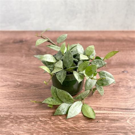 Hoya krohniana ‘Silver’ | Rare Silver-Leaf Hoya – Ed's Plant Shop