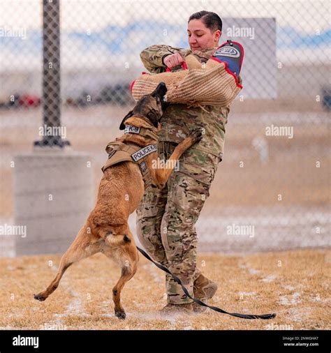 Ffarah, 341st Security Forces Squadron military working dog, bites ...