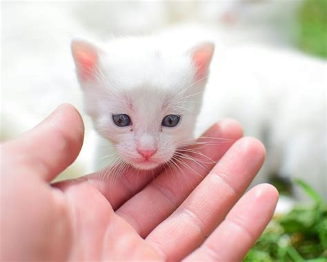 How To Catch A Feral Cat With Kittens ? - 2026